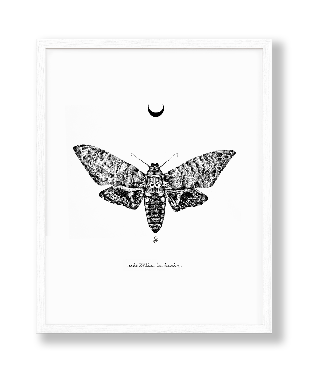 deaths head moth drawing