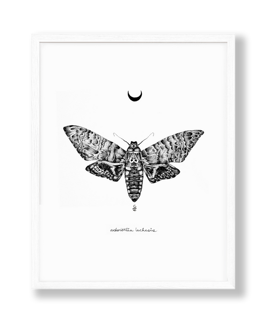 Death Head Moth