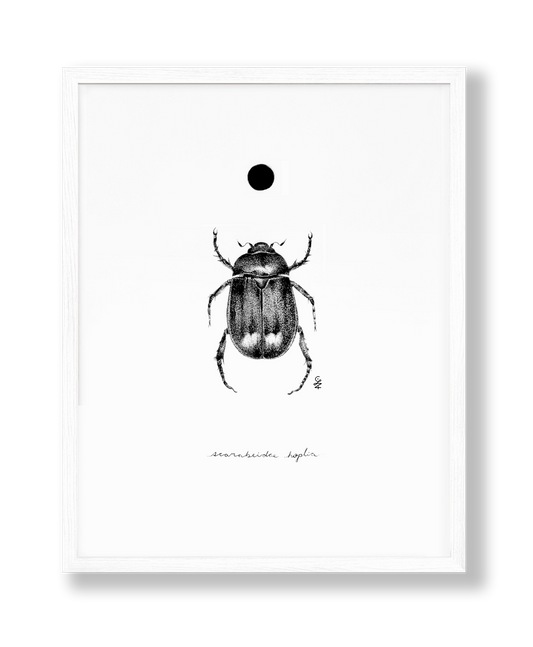 Scarab Beetle & Sun